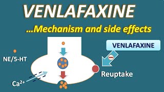 Venlafaxine  Mechanism and side effects [upl. by Niattirb395]