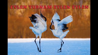 ALEVİLİKTE TURNA KUŞU [upl. by Sherwood411]