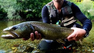 Marmorata Marble Trouts  Sight Fishing  Slovenia 2013 [upl. by Lenuahs]