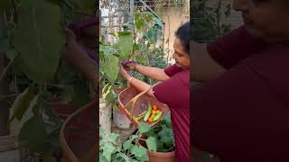 Happy gardening 🌻🌻🌻 garden seetha villagechef gardening gardeningtips delicious food vlog [upl. by Duleba619]