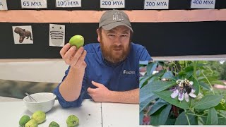 Tasting Maypop Passionflower Fruit [upl. by Lenhard402]