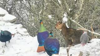 Himalayan Monal pheasant  Monal pheasant at their best habitat [upl. by Eixela]