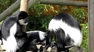 ZOO PARC DE BEAUVAL 2 Lemur Maki Catta [upl. by Sitoeht]