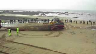 Pauvre baleine échouée aux Sables dOlonne [upl. by Dane]