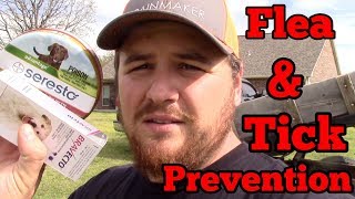 Flea and Tick Prevention for Dogs [upl. by Oaht]