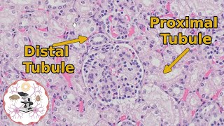 Kidney Histology  Proximal vs Distal Tubules  Urine for a Good Time [upl. by Xela]