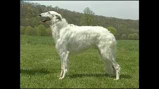 Borzoi  AKC Dog Breed Series [upl. by Anitnauq110]