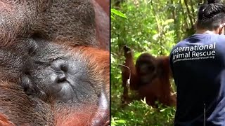 Animal Rescuer Shoots Orangutan to Save It [upl. by Anatlus]