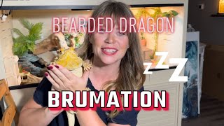 Bearded Dragon Brumation [upl. by Kcirded]