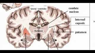 Basal Ganglia  Anatomy 1 [upl. by Shu950]