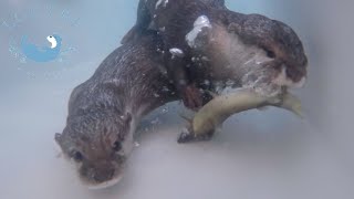 Otters Reaction to Receiving Fresh Raw Fish [upl. by Ogden]