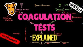 BLOOD COAGULATION TESTS EXPLAINED The mechanism of PT PTT BLEEDING TIME INR [upl. by Otokam]