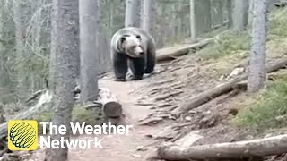 Australian hikers Encounter MASSIVE Grizzly Bear in Alberta Forest [upl. by Petrick]