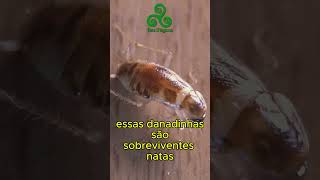 Você tem medo de baratas shorts shortsvideo baratas [upl. by Kristina]