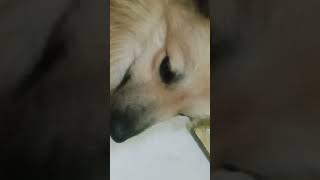 comedy funny entertainment fun youtubeshorts petlover petlovers doglover ytshorts yt [upl. by Attelrak294]