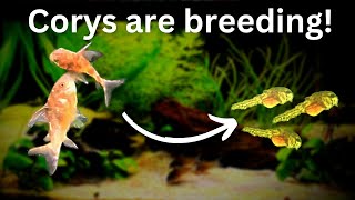 Easy Corydoras catfish breeding Eggs to Cory Paleatus Fry [upl. by Krutz]