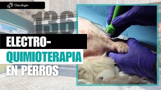 CAPÍTULO 136 Electroquimioterapia en perros Veterinario especialista en oncología veterinaria [upl. by Galvan908]