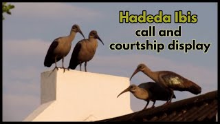 Hadeda Ibis call and courtship display [upl. by Anerres220]