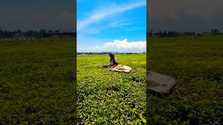 Kericho Tea Plantations in Kenya [upl. by Rocca]