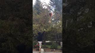 Bald Faced Hornet Nest Removal  Part 2 [upl. by Radnaskela]