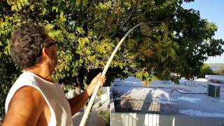 Picking quenepas off a tree in Guanica Puerto Rico [upl. by Jammie349]