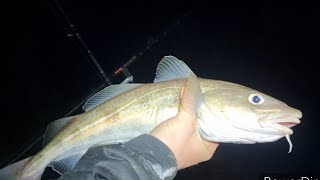 fishing ladye Bay on the Bristol channel at high water for cod shore fishing uk [upl. by Ralyt]