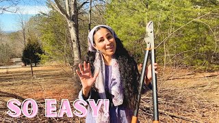 How to Prune an Elderberry Tree  Get your own elderberry syrup or cuttings in desc [upl. by Eilrahc]