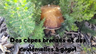 Des cèpes bronzés et des coulemelles à gogo [upl. by Atived317]