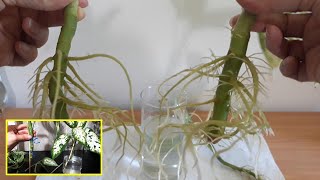 How to Easy Propagate Dieffenbachia indoor plant in waterGrowcuttingplanting [upl. by Semaj163]