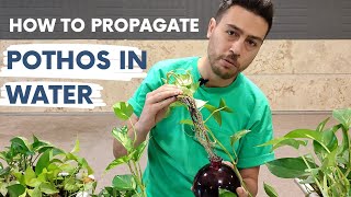 Secret Way to Propagate Pothos in Water  How To Propagate Pothos Cuttings [upl. by Nosidam]