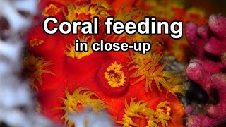 Coral feeding in closeup [upl. by Aicelaf590]