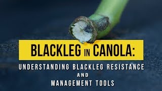 Blackleg in Canola  Understanding Blackleg Resistance and Management Tools [upl. by Sokul]