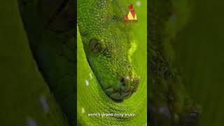 3 Largest Snakes in the World [upl. by True]