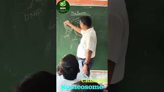 Nucleosome  न्यूक्लियोसोम ।। genteics  class 12 genetics  Histone protein [upl. by Alaek]