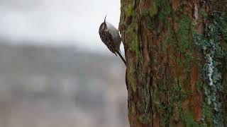 gartenbaumläufer  shorttoed treecreeper [upl. by Vivica765]