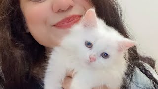 Kittens available best quality kittens  cats videos  funny cats videos viral cats shorts cats [upl. by Yasnyl]