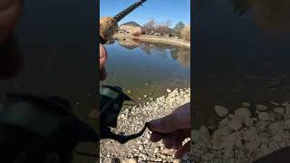 Caught a bullhead youtubeshorts fishing catfish catfishing [upl. by Imogene]