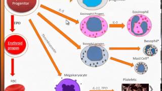 Free USMLE videos  Immunology  Origin of WBCs [upl. by Enaz]