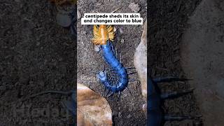 Centipede molting to blue skin centipede insects animals animalshorts [upl. by Annahs]