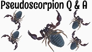 Pseudoscorpion Q amp A with Will and Kyle [upl. by Roy]