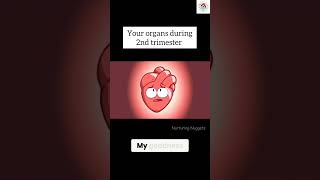 MindBlowing Changes in Your Organs During Second Trimester 🤯✨  shorts pregnancy growth baby [upl. by Ernestine]