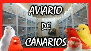 AVIARIO DE CANARIOS 🐤 AVIARIO DEL REY  CRIA DE CANARIOS 🐣 [upl. by Aroz]