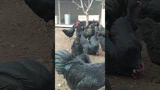 Australorp Azərbaycan çempion xətt 3 günlük cucə satışı olur45 azn 0552955202 Novxanı [upl. by Ishmael]