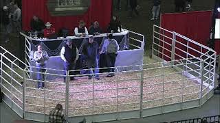 Nebraska Cattlemens Classic Female Sale 2182022 Broadcast on LiveAuctionsTV [upl. by Hazlip598]