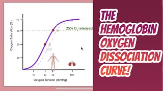 Hemoglobin Function and the Hemoglobin Oxygen dissociation curve [upl. by Samy198]