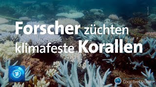 Great Barrier Reef Forscher wollen Korallensterben stoppen [upl. by Oinigih762]