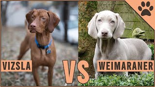 Vizsla vs Weimaraner  Dog Breed Comparison [upl. by Halette]