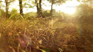 Beautiful Slow Instrumental  music for studying background healing relax  relaxdaily N°062 [upl. by Albright]