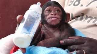 Adorable baby chimp at sanctuary almost falls asleep drinking bottle [upl. by Weismann673]