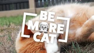 Be More Cat Campaign Sanicat [upl. by Narmi]